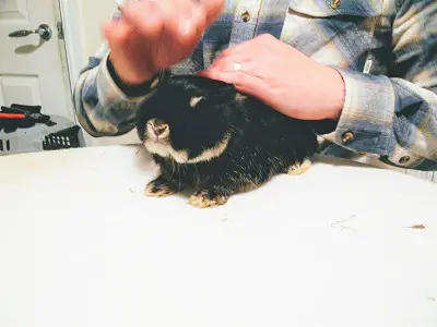 Petting Rabbit to Calm its Nerves before nail clipping