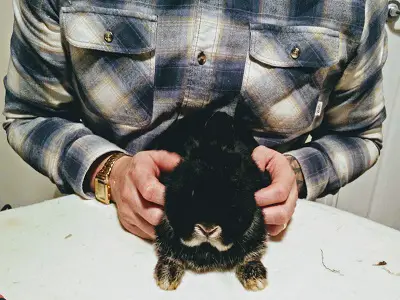 Holding the rabbit firmly before nail clipping