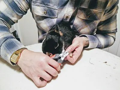 Inspecting and clipping rabbits nails