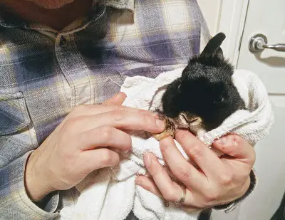 Wrapping in a towel can help steady a rabbit for nail clipping
