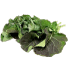 This image has an empty alt attribute; its file name is BrocolliLeaves-and-Stems70X70.png