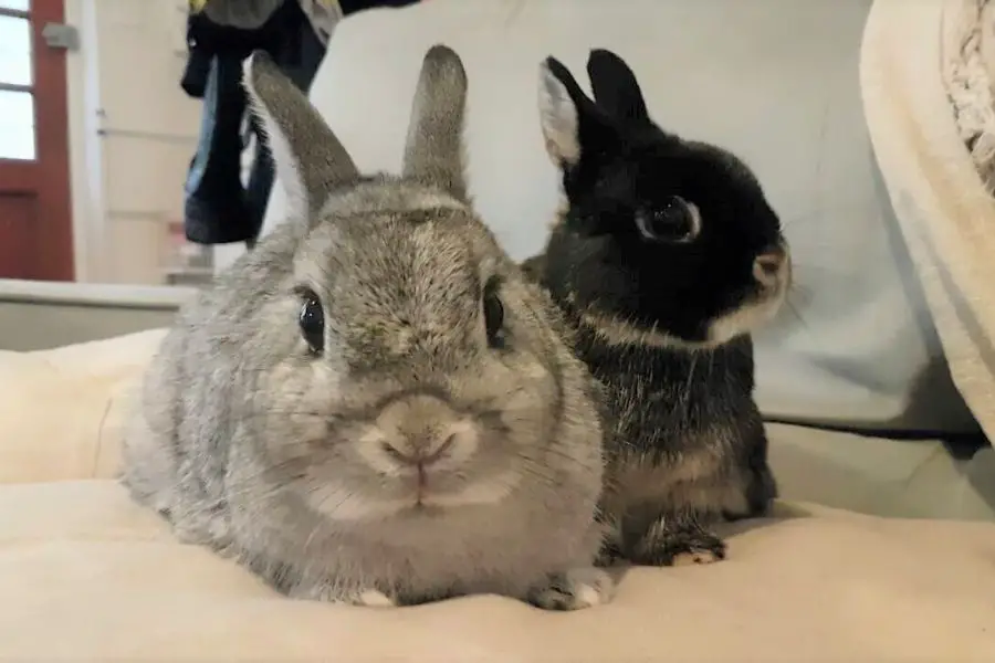 picture of two rabbits