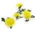 This image has an empty alt attribute; its file name is Dandelions70X70.jpg