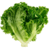 This image has an empty alt attribute; its file name is Green-Leaf-Lettuce70X70-1.png