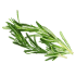 This image has an empty alt attribute; its file name is Rosemary70X70.png