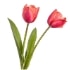 This image has an empty alt attribute; its file name is Tulips70X70.jpg