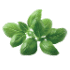 This image has an empty alt attribute; its file name is basil70X70.png