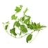 This image has an empty alt attribute; its file name is bindweed70X70-1.jpg