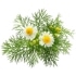 This image has an empty alt attribute; its file name is chamomile70X70.jpg