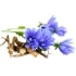 This image has an empty alt attribute; its file name is chicory70X70.jpg