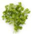 This image has an empty alt attribute; its file name is cilantro70X70.png