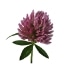This image has an empty alt attribute; its file name is clover70X70.jpg