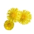 This image has an empty alt attribute; its file name is coltsfoot70X70.jpg