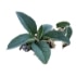 This image has an empty alt attribute; its file name is comfrey70X70.jpg