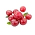 This image has an empty alt attribute; its file name is cranberries70X70.jpg
