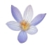 This image has an empty alt attribute; its file name is crocus70X70.jpg