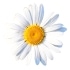 This image has an empty alt attribute; its file name is daisy70X70.jpg