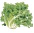 This image has an empty alt attribute; its file name is endive.jpg
