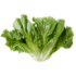 This image has an empty alt attribute; its file name is escarole70X70.png