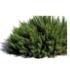 This image has an empty alt attribute; its file name is evergreens70X70.jpg