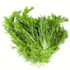 This image has an empty alt attribute; its file name is friseelettuce70X70.png