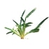 This image has an empty alt attribute; its file name is goosegrass70X70.jpg