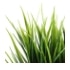 This image has an empty alt attribute; its file name is grass70X70.jpg