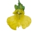 This image has an empty alt attribute; its file name is jewelweed70X70.jpg
