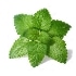 This image has an empty alt attribute; its file name is lemon-balm70X70.jpg