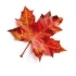 This image has an empty alt attribute; its file name is maple-leaves70X70.jpg