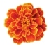 This image has an empty alt attribute; its file name is marigolds70X70.jpg