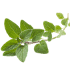 This image has an empty alt attribute; its file name is oregano0X70.png