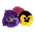 This image has an empty alt attribute; its file name is pansies70X70.jpg