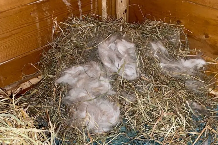 a rabbits nest lined with rabbit fur 