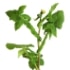 This image has an empty alt attribute; its file name is sow-thistle70X70.jpg