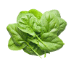 This image has an empty alt attribute; its file name is spinach70X70.png
