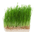 This image has an empty alt attribute; its file name is wheatgrass70X70.png