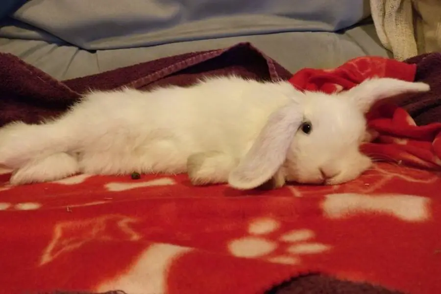 rabbit on a fleece blanket