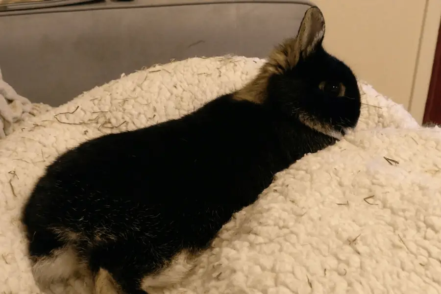 Rabbit relaxing on cushion
