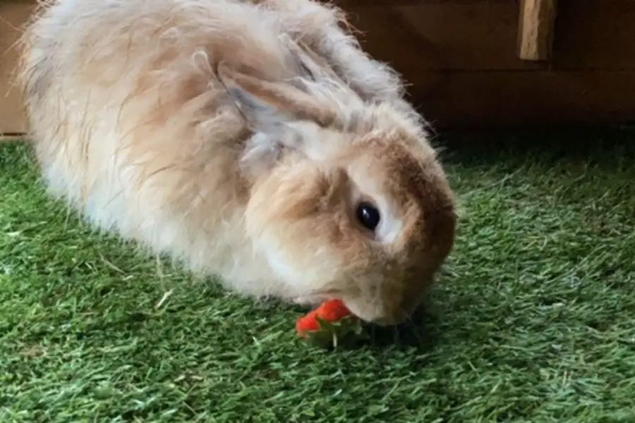 rabbit eating strawberry