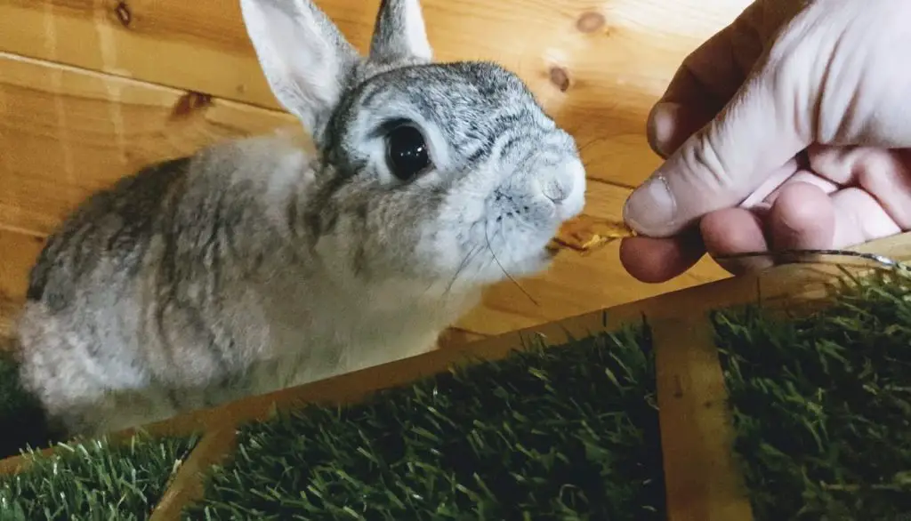 rabbit eating mango