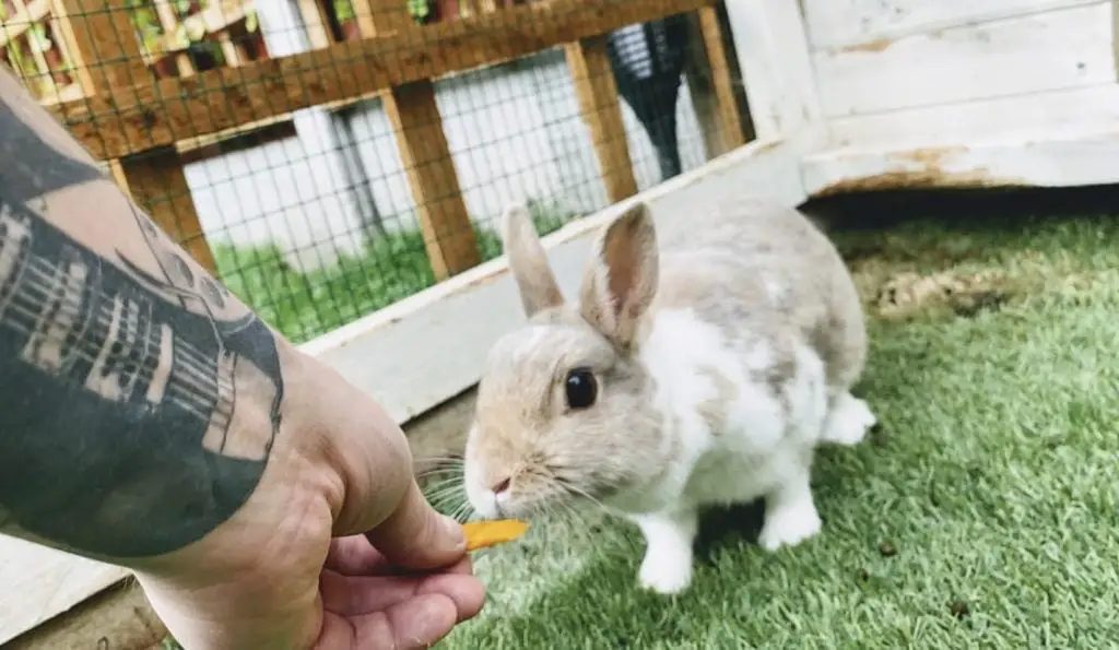 rabbit eating mango
