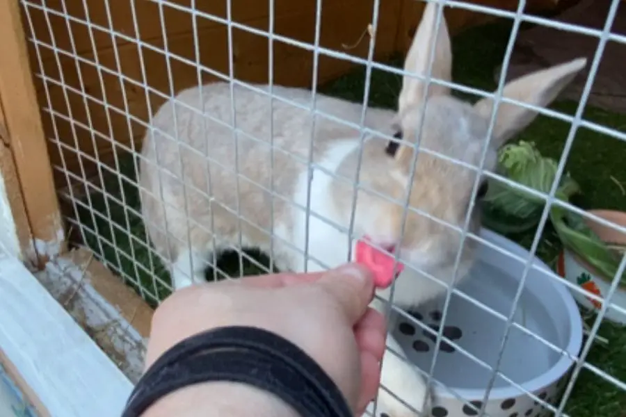 rabbit eating freeze dried strawberry