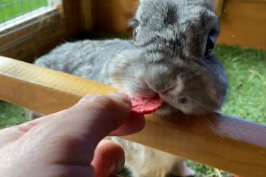 rabbit eating strawberry