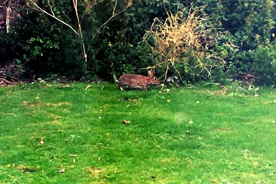 A wild rabbit foraging