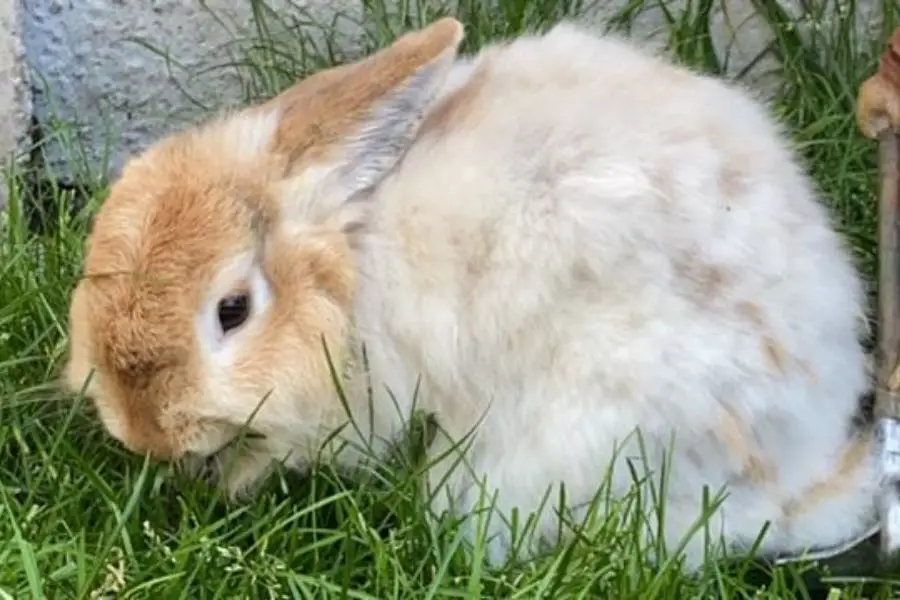 a rabbit eating grass