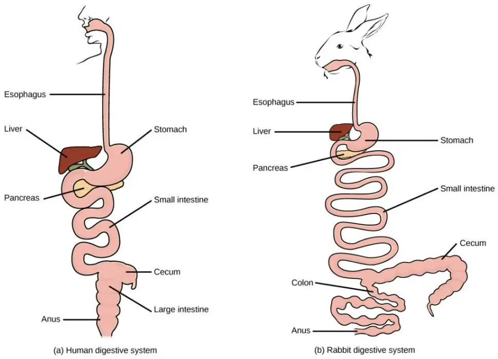 Rabbit digestive system