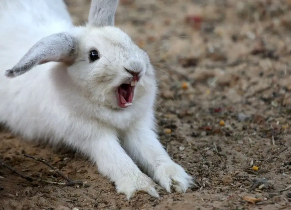 rabbit trying to vomit