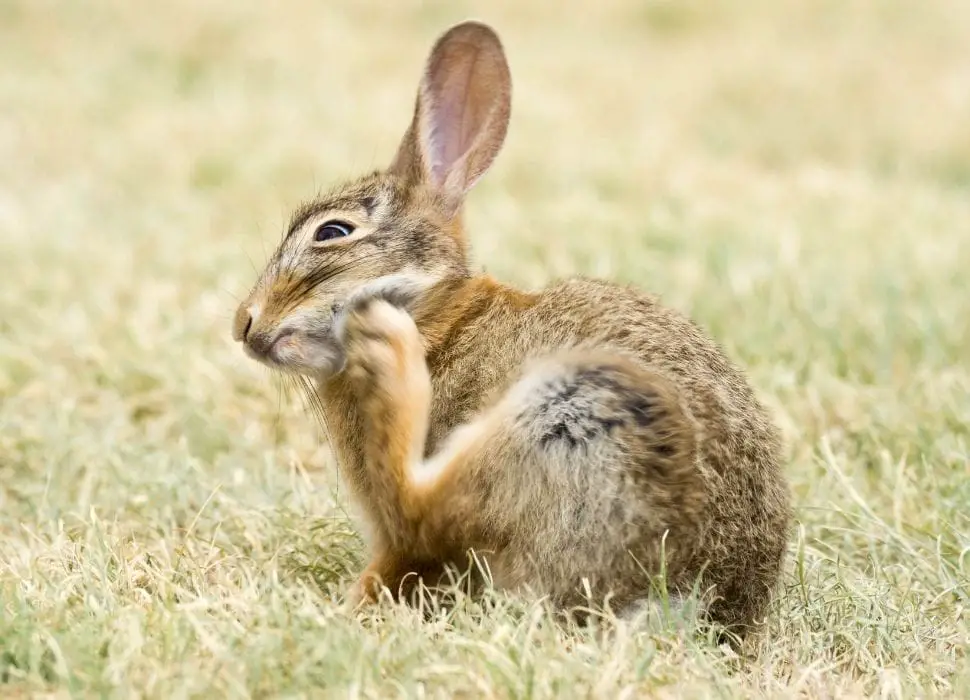 rabbit scratching