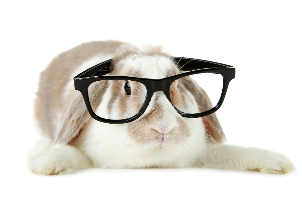 Smart rabbit